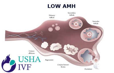 low AMH and guidance for pregnancy
